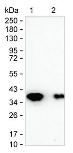 Synaptoporin Monoclonal Antibody (K49016_14F8)
