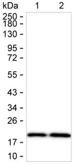 CPLX1 Monoclonal Antibody (K40066_9A4)