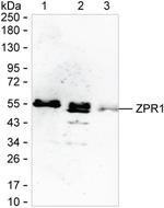 ZPR1 Monoclonal Antibody (K1E008_6E12)