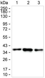 DDAH1 Antibody in Western Blot (WB)