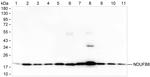 NDUFB8 Antibody in Western Blot (WB)