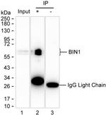 BIN1 Antibody in Immunoprecipitation (IP)
