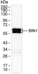 BIN1 Monoclonal Antibody (K70035_11G6)