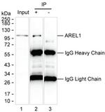 KIAA0317 Antibody in Immunoprecipitation (IP)