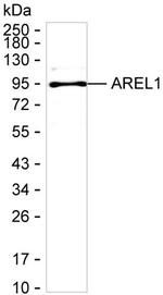 KIAA0317 Monoclonal Antibody (K56023_6E4)