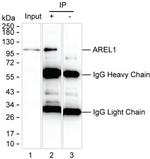 KIAA0317 Antibody in Immunoprecipitation (IP)
