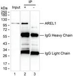 KIAA0317 Antibody in Immunoprecipitation (IP)