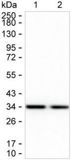 KHK Monoclonal Antibody (K52018_4C12)