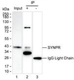 Synaptoporin Antibody in Immunoprecipitation (IP)