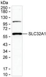 VGAT Monoclonal Antibody (K40032_7G12)