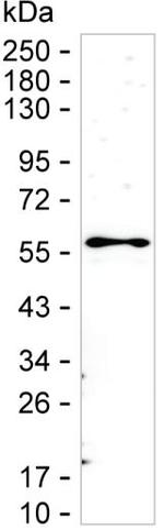 Staufen Monoclonal Antibody (K16281_1A8)
