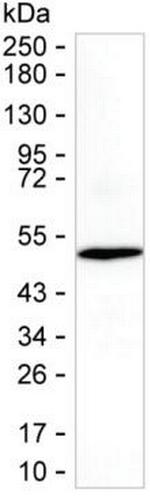 RFPL2 Monoclonal Antibody (K06336_6A2)