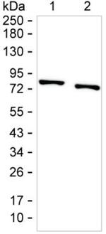 PKC beta Antibody in Western Blot (WB)