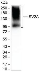 SV2A Antibody in Western Blot (WB)