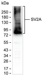 SV2A Antibody in Western Blot (WB)