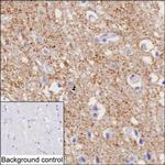 VGAT Monoclonal Antibody (K40032_6A4)