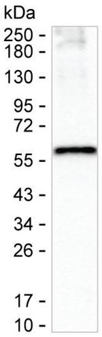 VGAT Antibody in Western Blot (WB)
