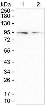 M-cadherin Monoclonal Antibody (K92056_12G8)