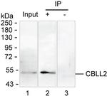 ZNF645 Antibody in Immunoprecipitation (IP)