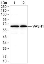 VASH1 Monoclonal Antibody (K24034_2G6)