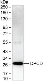 DPCD Monoclonal Antibody (K1E042_4B5)
