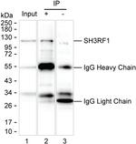 SH3RF1 Antibody in Immunoprecipitation (IP)