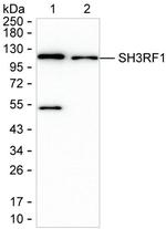 SH3RF1 Monoclonal Antibody (K1E030_5E8)