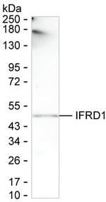 IFRD1 Monoclonal Antibody (K16282_6C5)