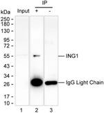 ING1 Antibody in Immunoprecipitation (IP)