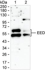 EED Monoclonal Antibody (K06320_10A3)