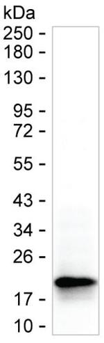 Pleiotrophin Monoclonal Antibody (K06279_4G7)
