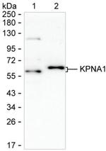 KPNA1 Antibody in Western Blot (WB)