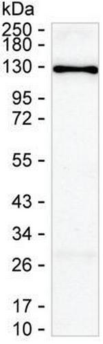 DGKZ Antibody in Western Blot (WB)