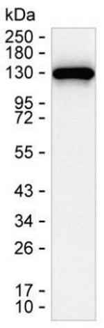 DGKZ Antibody in Western Blot (WB)