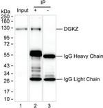 DGKZ Antibody in Immunoprecipitation (IP)