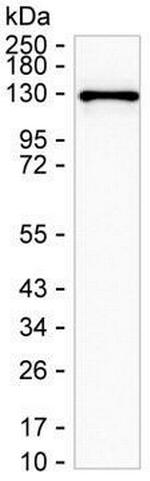 DGKZ Antibody in Western Blot (WB)