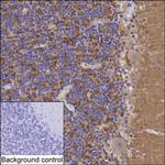 SCAMP5 Antibody in Immunohistochemistry (Paraffin) (IHC (P))