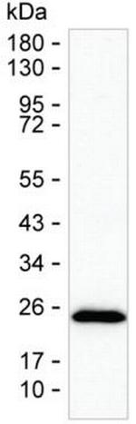 SCAMP5 Antibody in Western Blot (WB)