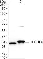 CHCHD6 Antibody in Western Blot (WB)