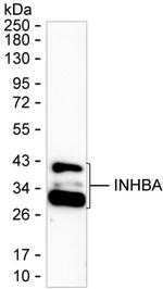 Activin A Monoclonal Antibody (KAA378_4H12)