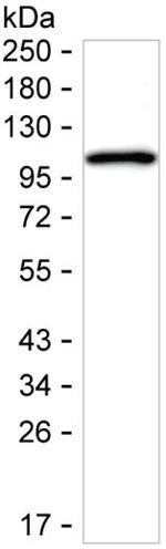 Anillin Monoclonal Antibody (KAA135_9A4)