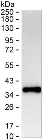 FGFBP1 Monoclonal Antibody (KAA123_14A4)
