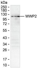 AIP2 Antibody in Western Blot (WB)