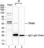TRIM5 alpha Antibody in Immunoprecipitation (IP)