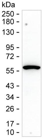 TRIM5 alpha Monoclonal Antibody (K94032_3D8)