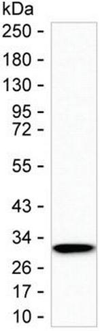 ZFP36 Monoclonal Antibody (K94030_2F8)