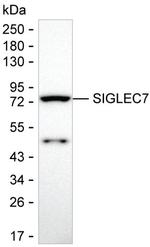 SIGLEC7 Monoclonal Antibody (K94028_7G7)