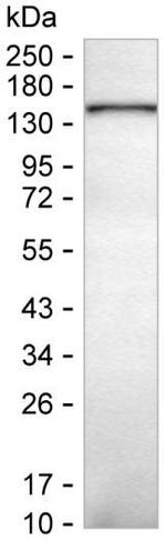 PLCB2 Antibody in Western Blot (WB)