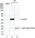 Layilin Antibody in Immunoprecipitation (IP)