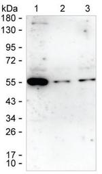 Layilin Monoclonal Antibody (K94011_7A4)